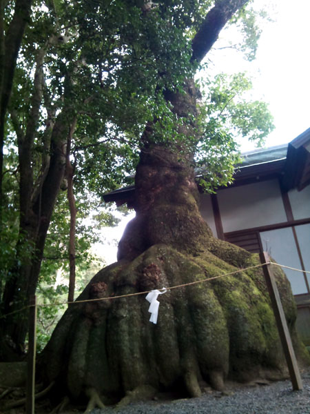 伊雑宮 御神木