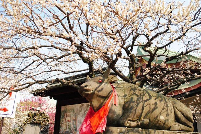 北野天満宮　赤目の牛