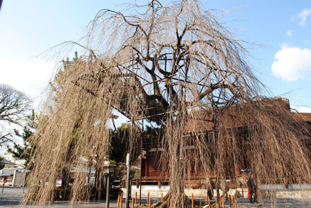 千本釈迦堂 おかめ桜