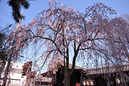 縣神社　木の花さくら