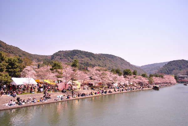 宇治川のさくら祭り行って来ました