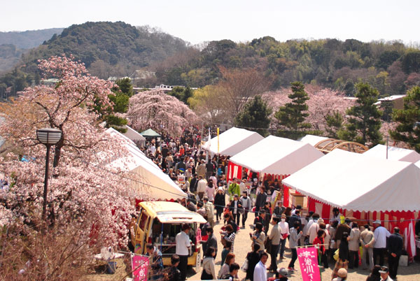 宇治川のさくら祭り行って来ました