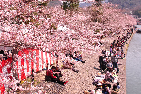 宇治川のさくら祭り行って来ました