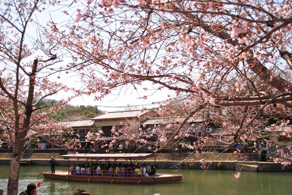 宇治川のさくら祭り行って来ました 寺社巡りドットコム