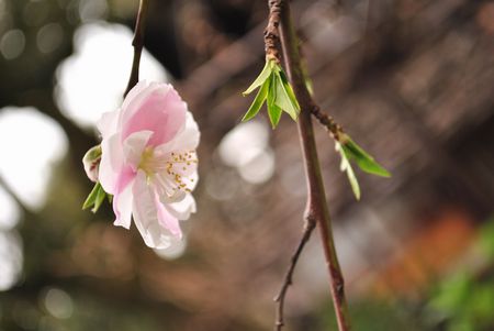 六孫王神社 源氏桜