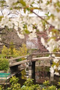 六孫王神社 恋のかけ橋その３