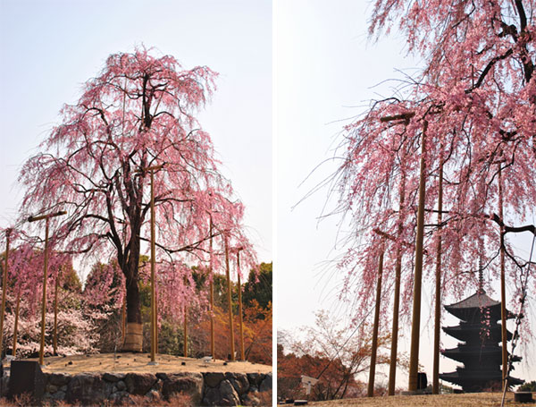 東寺 桜