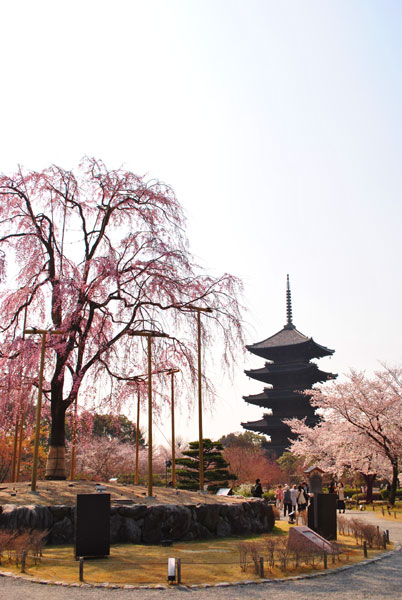 東寺 桜