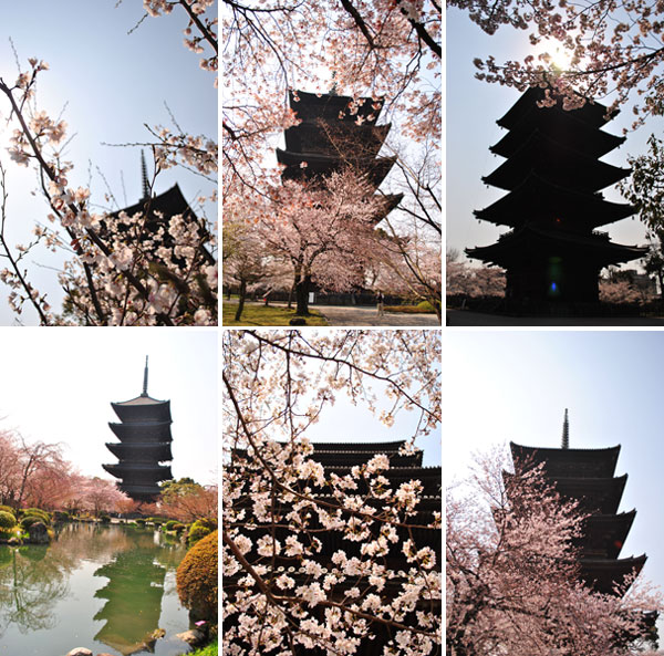 東寺 桜