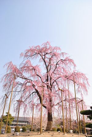 東寺　不二桜