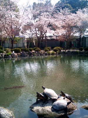 東寺　池