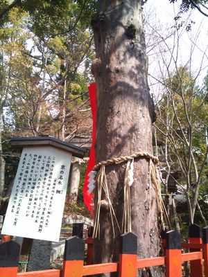 若王子神社 ナギの木