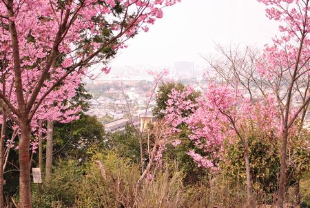 若王子神社 桜花苑