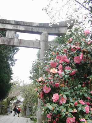 大豊神社　椿