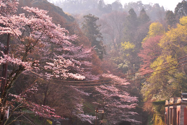 インクラインの桜