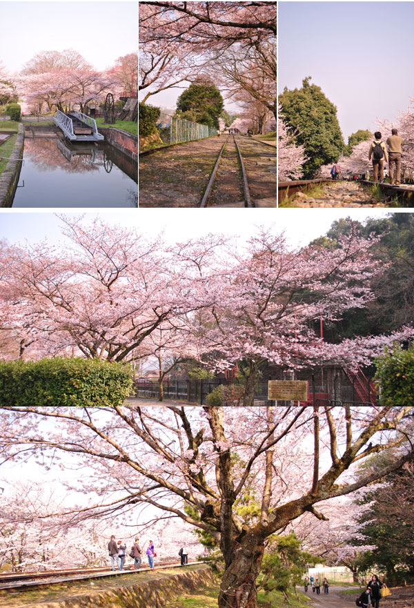 インクラインの桜