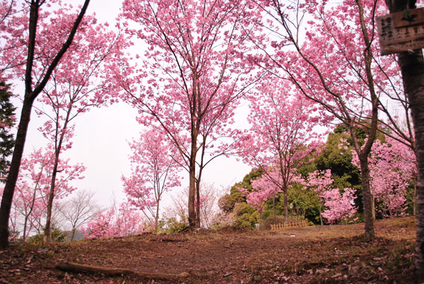 インクラインの桜