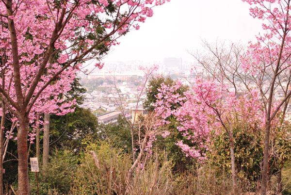 インクラインの桜