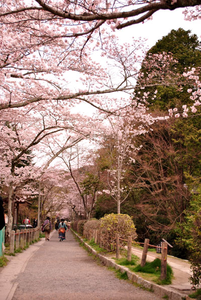 インクラインの桜