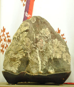 菊化石