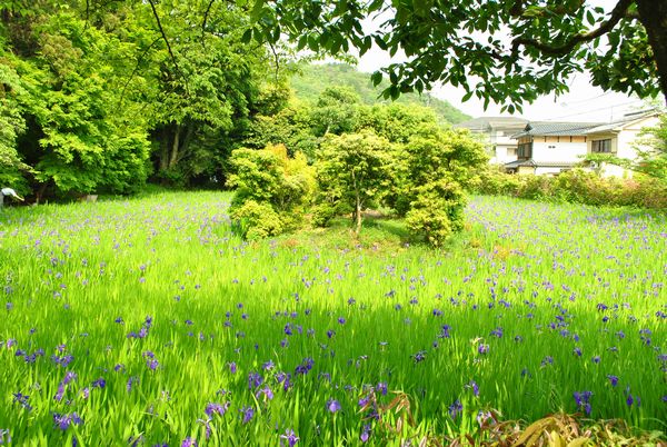 太田神社　カキツバタ