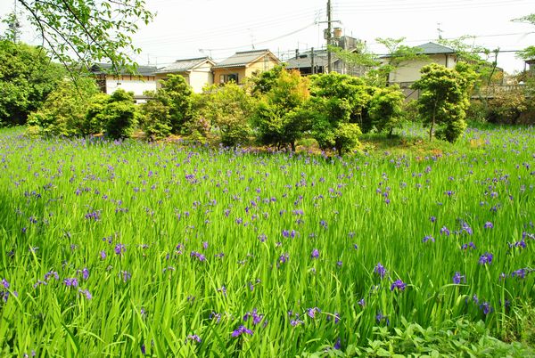 太田神社　カキツバタ