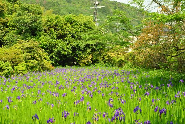 太田神社　カキツバタ