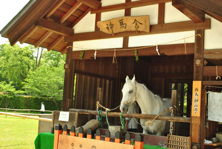 上賀茂神社 神馬