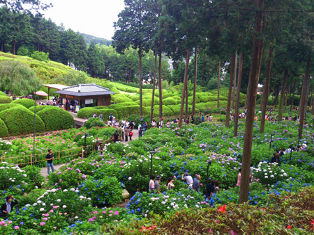 三室戸寺　あじさい園