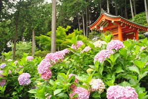 三室戸寺　アジサイ