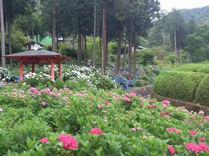 三室戸寺　アジサイ