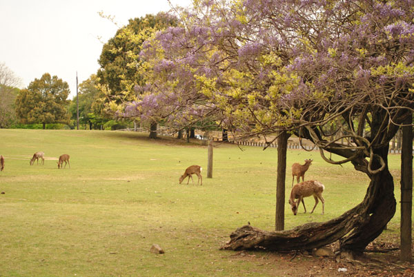 奈良公園