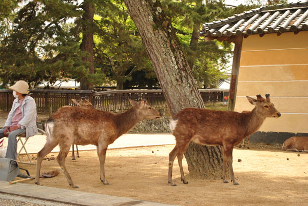 奈良公園 鹿