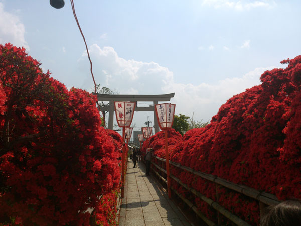 長岡天満宮 きりしまつつじ