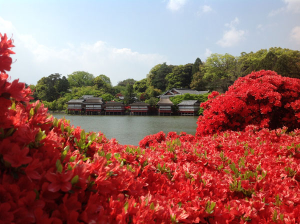 長岡天満宮 きりしまつつじ