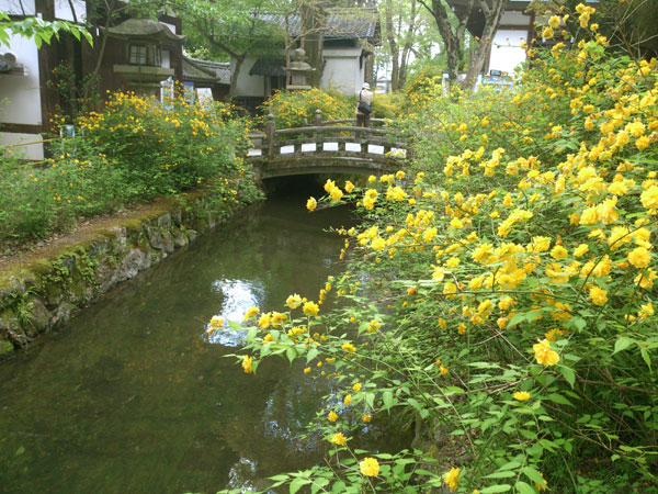 松尾大社　山吹