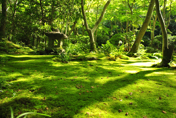 祇王寺 庭