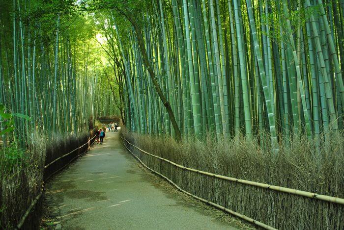 嵯峨野　竹林