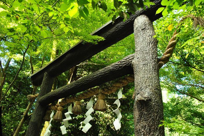 野宮神社 黒木鳥居