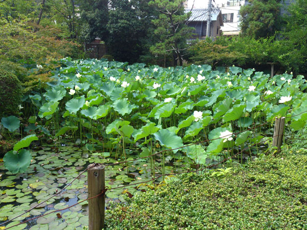 石清水八幡宮　蓮