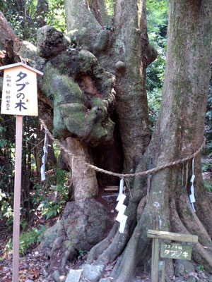 石清水八幡宮　タブの木