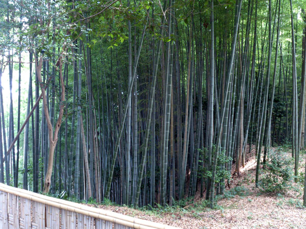 石清水八幡宮　竹