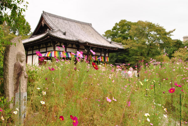 般若寺 コスモス