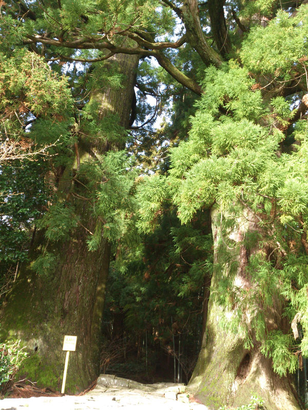 大門坂　夫婦杉