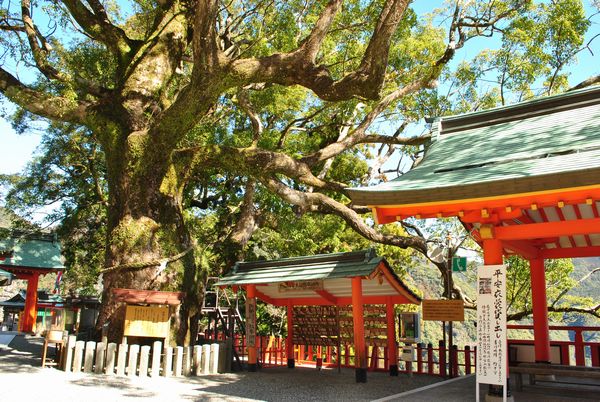 熊野那智大社　樟