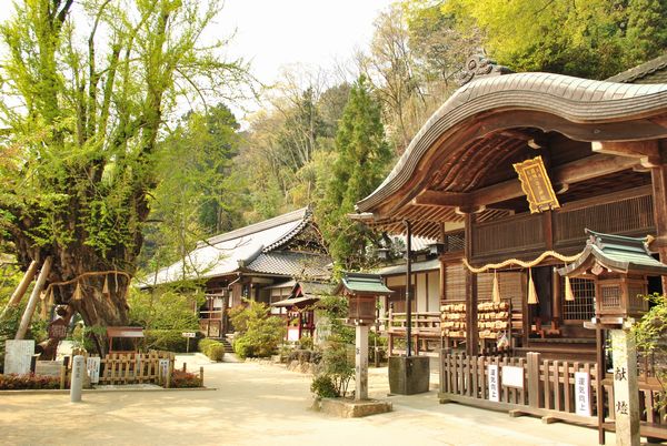 葛城一言主神社　イチョウ