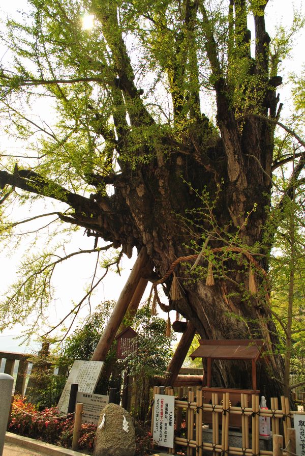 葛城一言主神社　イチョウ