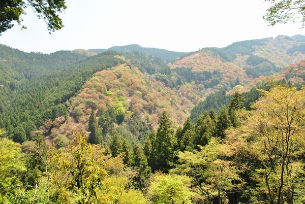 吉水神社　一目千本