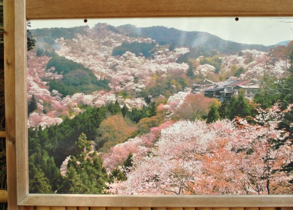 吉水神社　一目千本