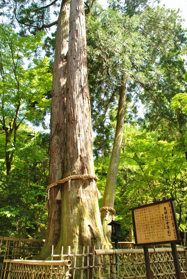 西明寺　夫婦杉